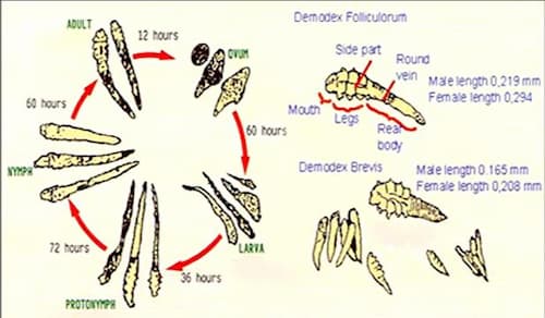Demodex là gì? Nguyên nhân, dấu hiệu và cách điều trị hiệu quả 3 Vòng đời của ký sinh trùng demodex trên da