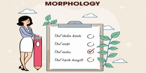 Hình thái học Morphology