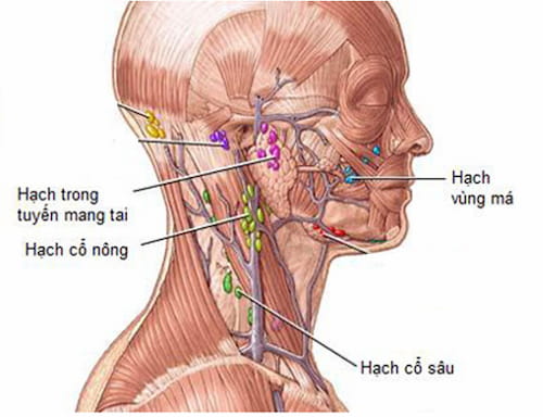 Kỹ thuật massage thải độc da qua hệ bạch huyết MLD® 2 Cách thức massage lưu thông hệ bạch huyết