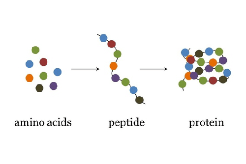 Peptide là một dạng protein có mặt trong hầu hết các sản phẩm dược mỹ phẩm chống lão hóa
