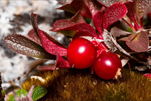 Quả Bearberry