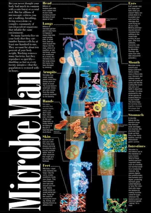Microbiome sống trong cơ thể người