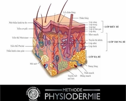 Mô hình cấu trúc da