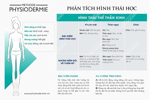 Thấu hiểu cơ thể và làn da với hình thái học Morphology từ dược mỹ phẩm Châu Âu 7 Morphology - Thể thần kinh