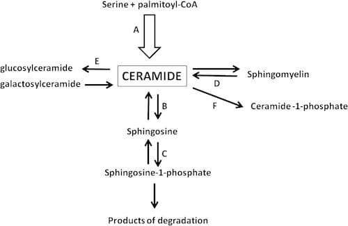 Các sản phẩm chứa Ceramide có tác dụng đáng ngạc nhiên trong việc giữ ẩm và chống lão hóa (Nguồn: Diabetes)
