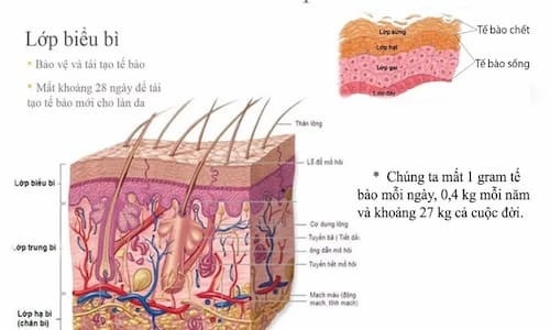 Tẩy tế bào chết da mặt và Hậu quả khi thực hiện sai cách 1 Các tế bào chết cần được loại bỏ để thúc đẩy sản sinh tế bào mới trên da