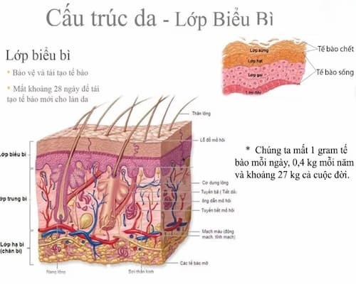 Tẩy tế bào chết da mặt đúng cách mùa dịch Corona 3 Tế bào chết là lớp trên cùng của da