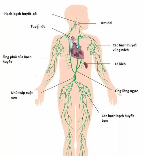 Thải Độc Da Là Gì? 5 Cách Thải Độc Da Mặt Tốt Nhất 6 Hệ bạch huyết có ở khắp nơi trên cơ thể người