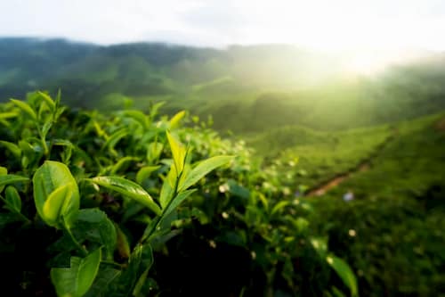 Trị nếp nhăn ở mắt bằng phương pháp tự nhiên có hiệu quả không? 1 Trà xanh là một thực phẩm chống oxy hóa hiệu quả