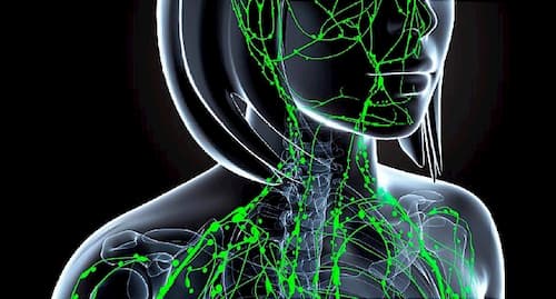 Công dụng tuyệt vời của massage thải độc da qua hệ bạch huyết 2 Vai trò của hệ bạch huyết với sức khỏe và làn da