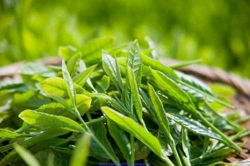 thai-doc-da-tu-nhien-hinh-01 Mỗi ngày 1 ly trà xanh giúp thải độc tố nhanh hơn