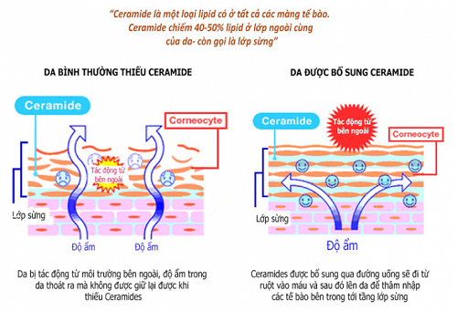 Kem dưỡng khóa ẩm chuyên sâu, chống lão hóa "Hydra Ceramides Emulsion" 1 Skin Barrier