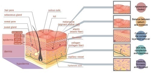 Essential Concentrate Hydro Tonifying - "siêu phẩm" phục hồi da sau tổn thương 1 Cấu trúc da
