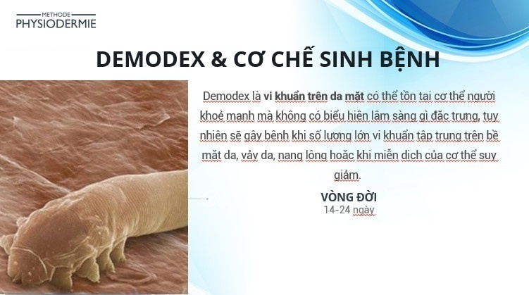 Tai biến da do Demodex - Điều trị & dự phòng tái phát 1 Tai biến da do Demodex - Điều trị & dự phòng tái phát