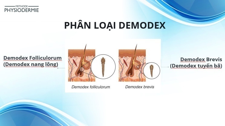 Tai biến da do Demodex - Điều trị & dự phòng tái phát 2 Phân loại demodex