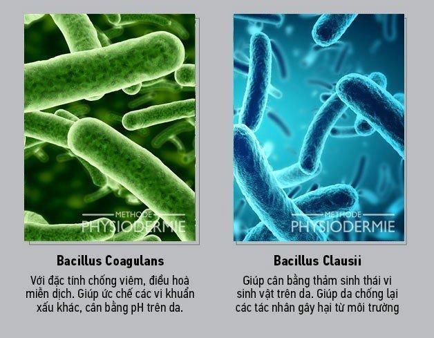 Bacillus Coagulans và Bacillus Clausii là lợi khuẩn phổ biến trên da của chúng ta