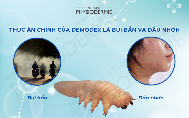 Nguồn thức ăn chính của demodex là bụi bẩn và dầu nhờn trên da