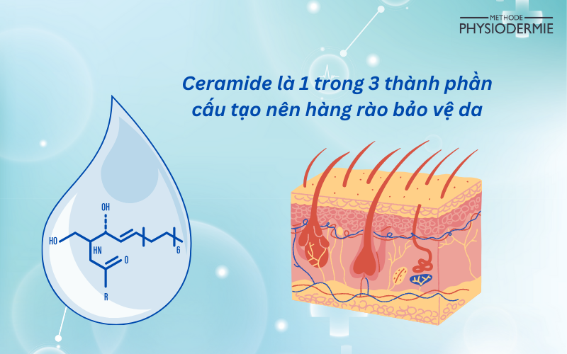 Ceramide là một hoạt chất rất tốt cho da nhiễm corticoid với công dụng tái tạo hàng rào bảo vệ da