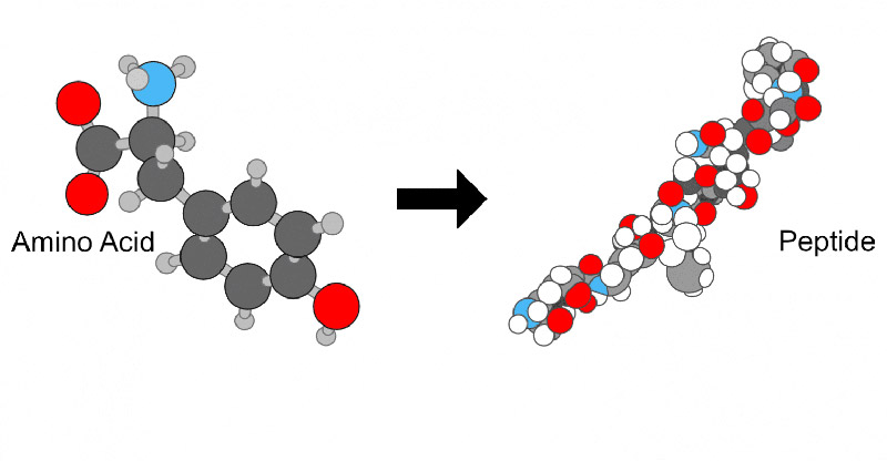 Peptide co co che tu tong hop thanh nhieu loai protein khac nhau yeu to cau tao nen collagen