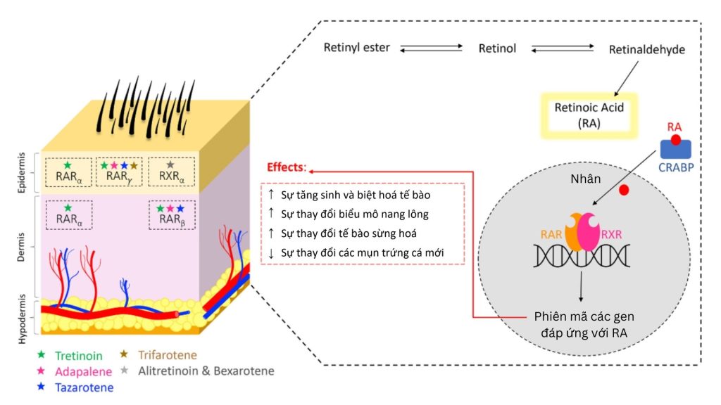 co che hoat dong retinoids