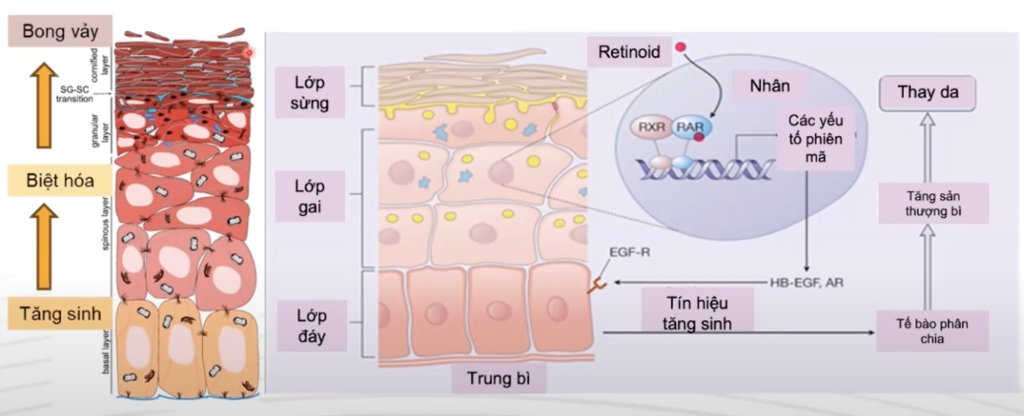 retinoid kich thich tang sinh te bao mang day