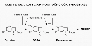 Ferulic Acid co kha nang uc che su san sinh melanin lam mo tham nam hieu qua