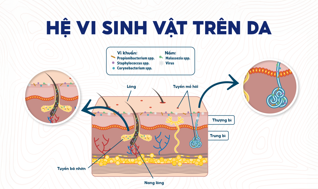 moi lien he giua do ph va he vi sinh tren da 7cba77e9de3e4042aad246be3eaab7fa 1300x773 tai-sao-can-can-bang-he-vi-sinh-cho-lan-da
